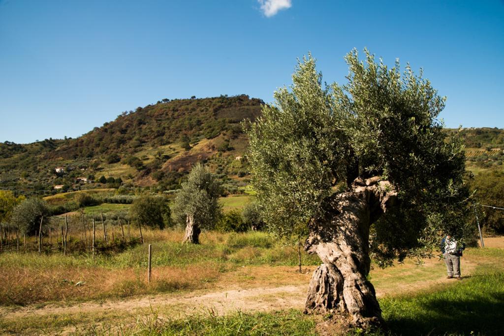 Agriturismo U' Casinu Da Scala Campora San Giovanni Exterior foto